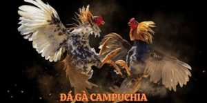 Đôi nét về đá gà Campuchia 