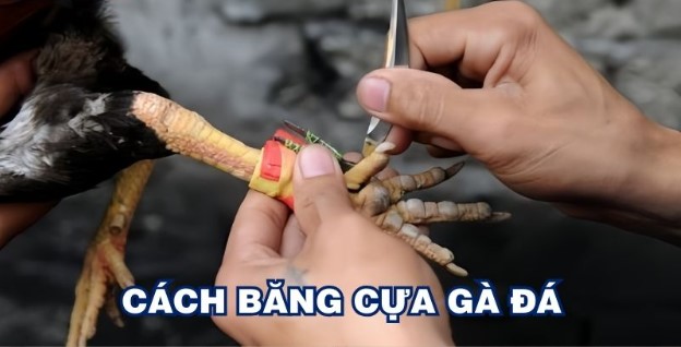 Tầm quan trọng của cách băng cựa sắt